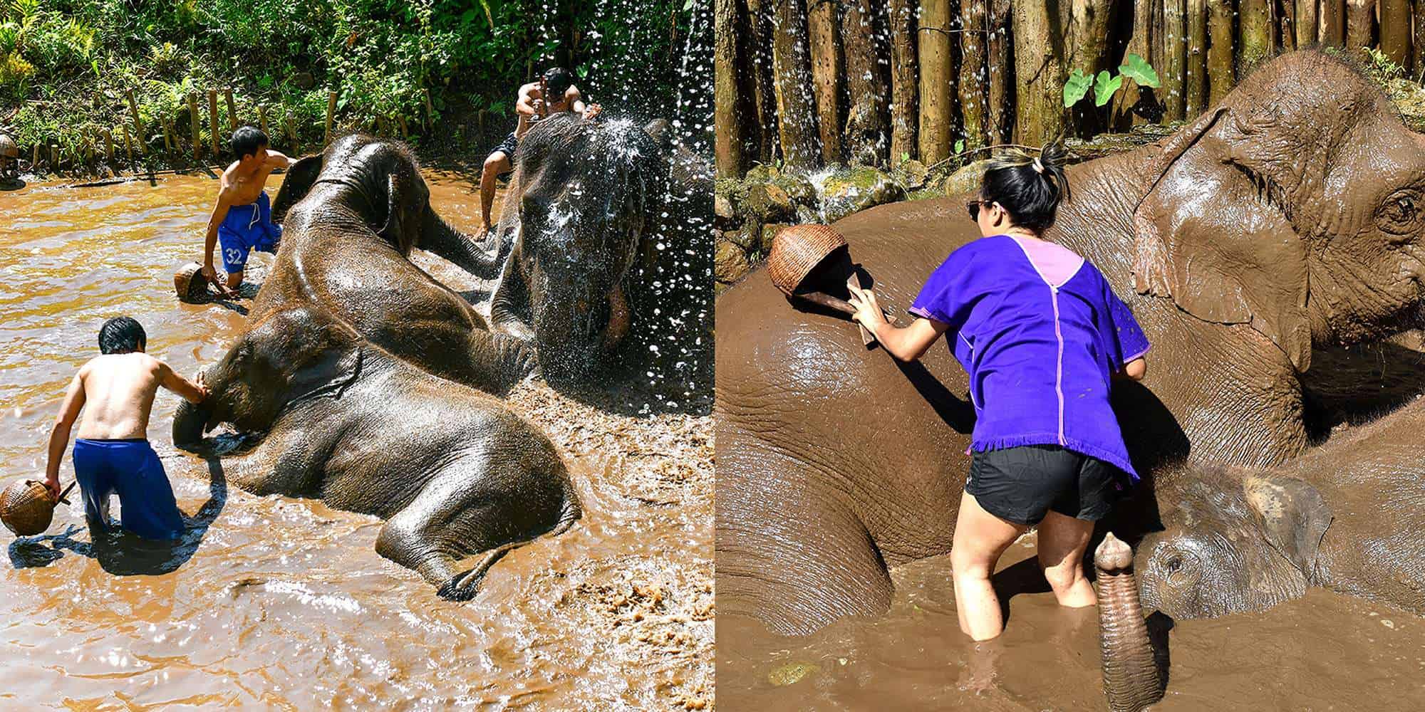 Walk with elephants - mahouts giving elephants water bath, guest giving elephant mud bath.