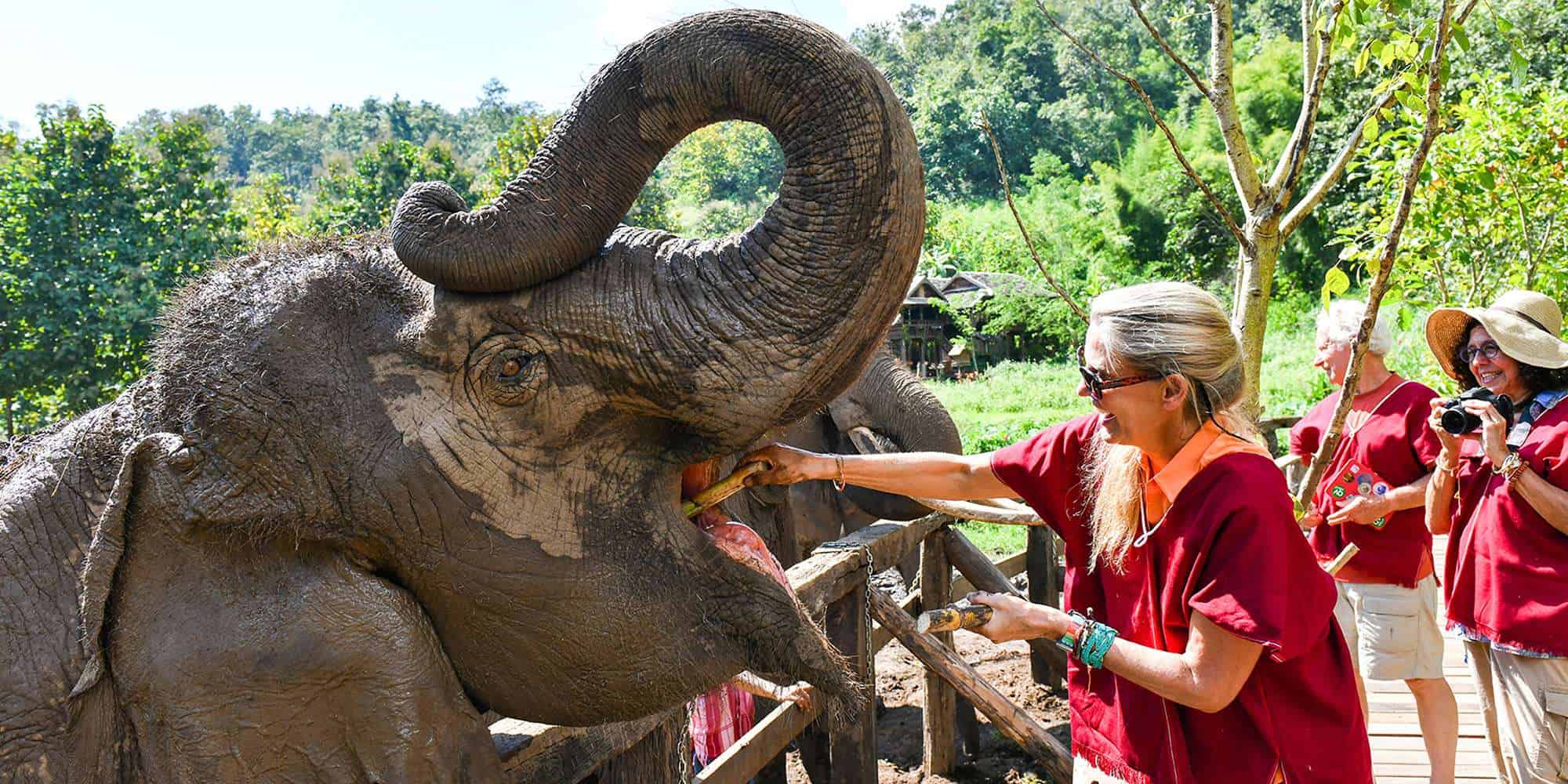 Walk with elephants - happy woman feeding an elephant at Elephant EcoValley.