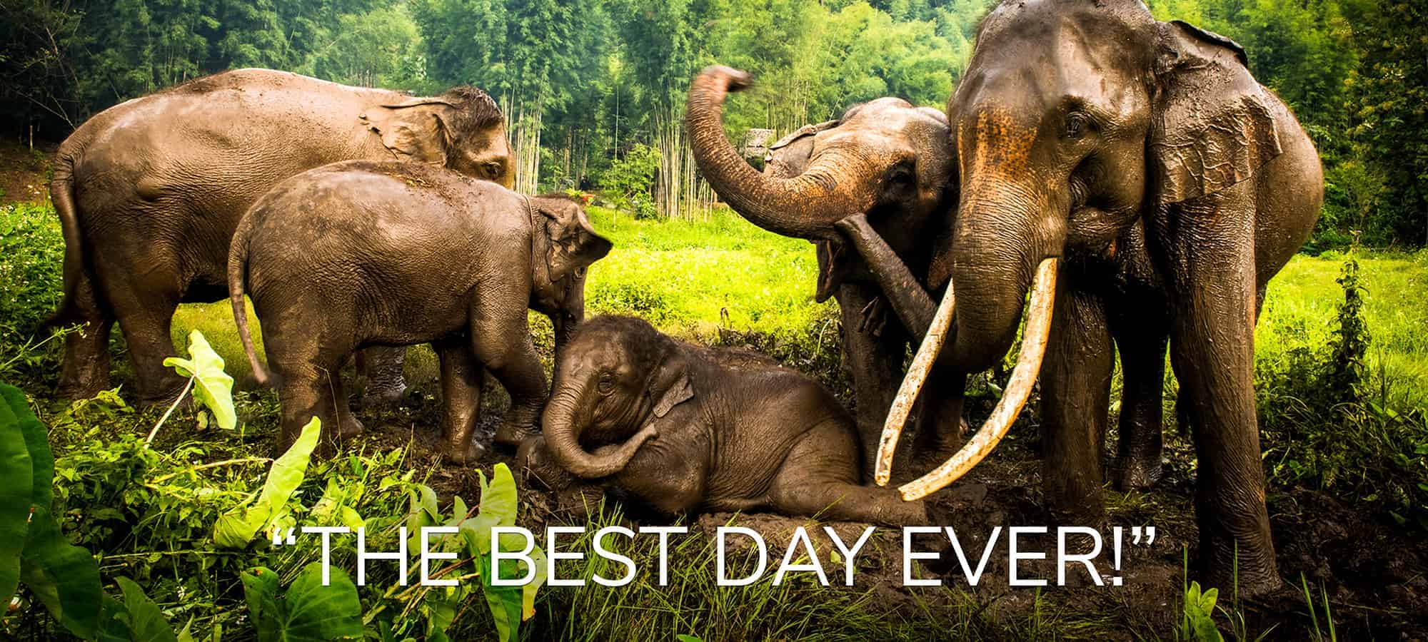 You want to be UP-CLOSE AND PERSONAL WITH ELEPHANTS? Come to the ELEPHANT ECOVALLEY for the best day trips from Chiang Mai.