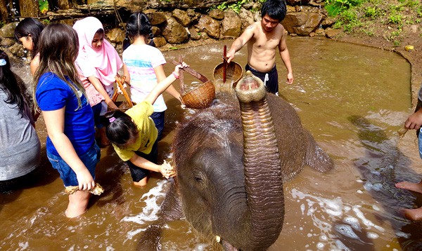 You want to be UP-CLOSE AND PERSONAL WITH ELEPHANTS? Come and bathe your buddies at ELEPHANT ECOVALLEY for the best day trips from Chiang Mai.
