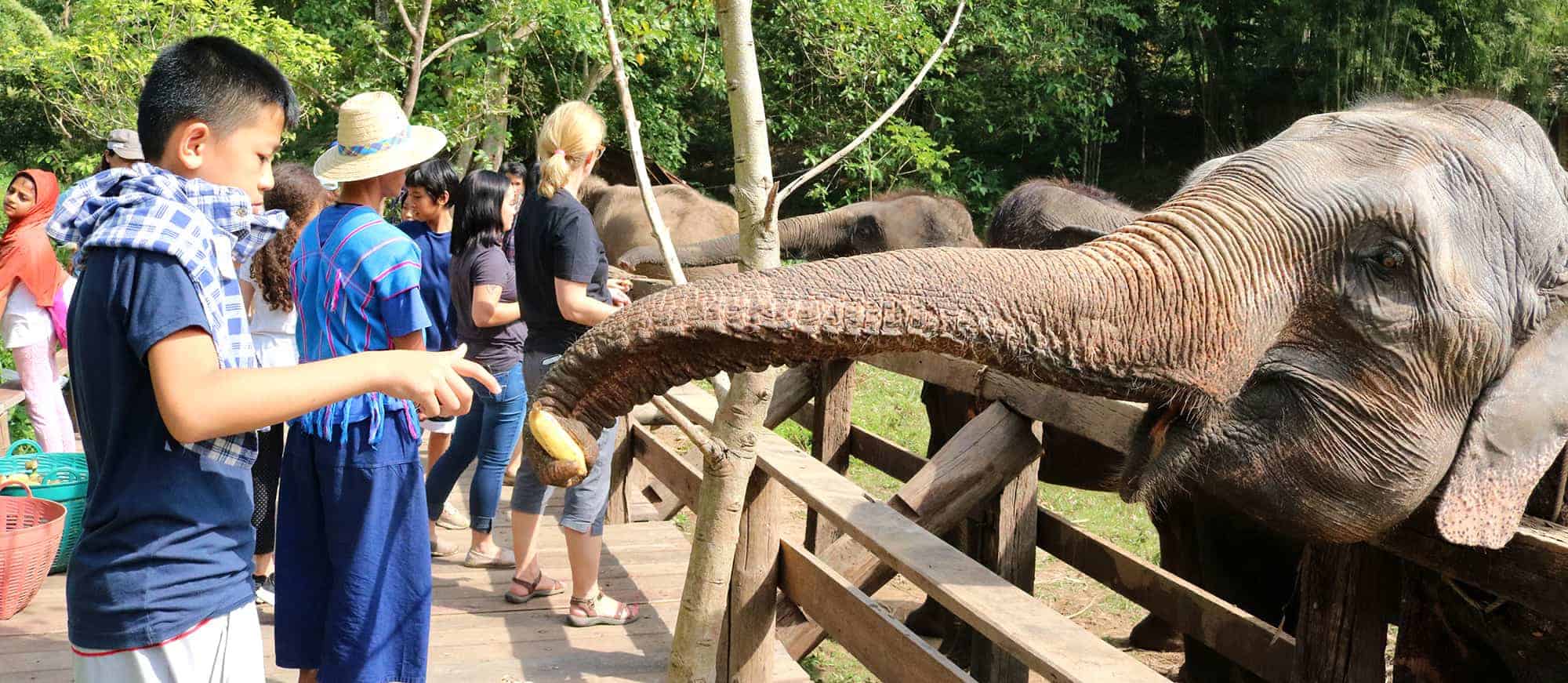 You want to be UP-CLOSE AND PERSONAL WITH ELEPHANTS? Come feed your buddies at ELEPHANT ECOVALLEY for the best day trips from Chiang Mai.