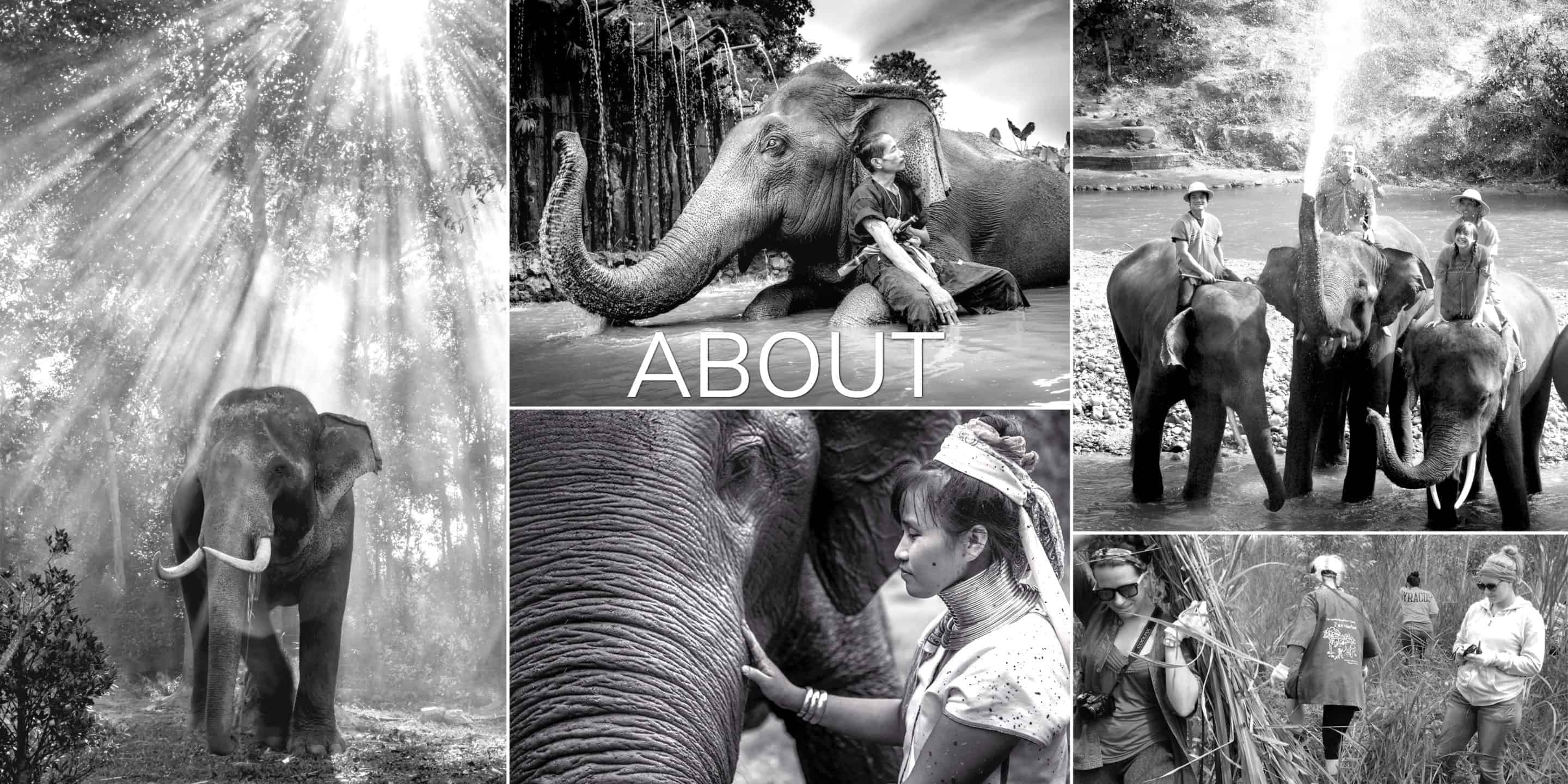 Ethical elephant adventure in the wilderness at Elephant EcoValley near Chiang Mai.