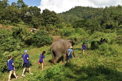 walk with elephants to the upper valley at Elephant EcoValley near Chiang Mai.