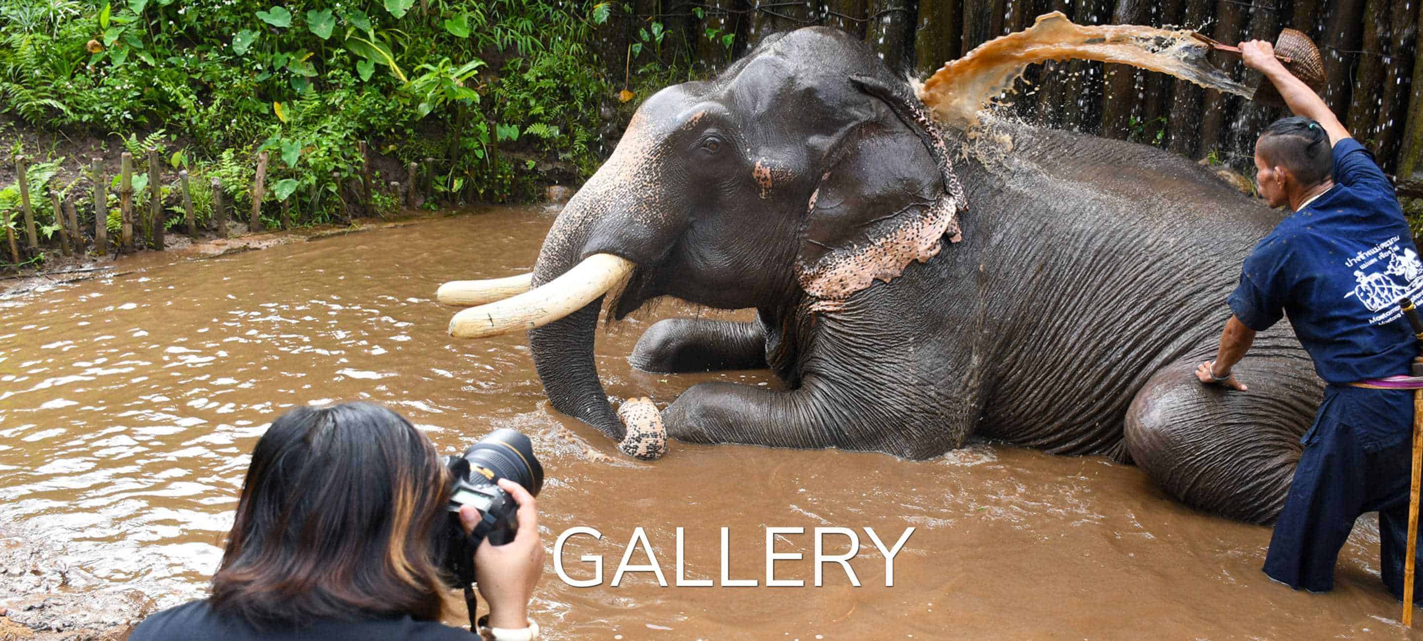 EXPERIENCE ELEPHANTS UP CLOSE AND PERSONAL on a wilderness elephant adventure near Chiang Mai - photographer taking picture of elephant in water bath