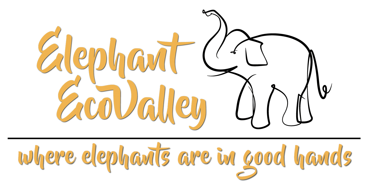 Best no riding wilderness elephant attraction in Chiang Mai where elephants are in good hands