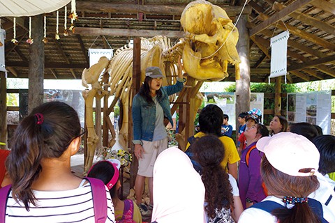 Elephant skeleton and guests at the Elephant Culture Museum near Maetaman Elephant Adventure in Thailand