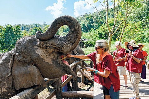 Guests feeding elephants at Elephant EcoValley in Thailand, one of the program options with Maetaman Elephant Adventure just north of Chiang Mai