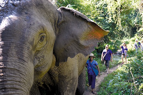 Walking with elephants at Elephant EcoValley near Chiang Mai Elephant Adventure in Thailand