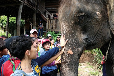 Grade school kids touching elephant at Elephant EcoValley In Thailand